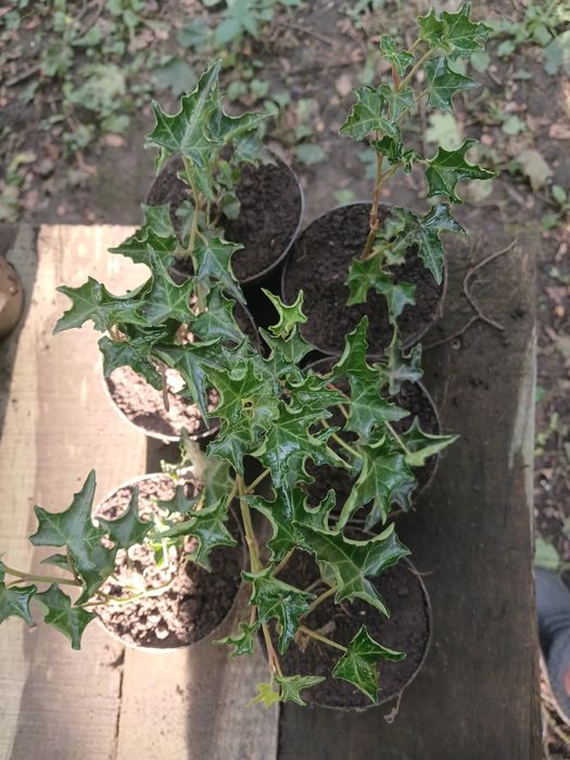 Саджанці плюща плющ