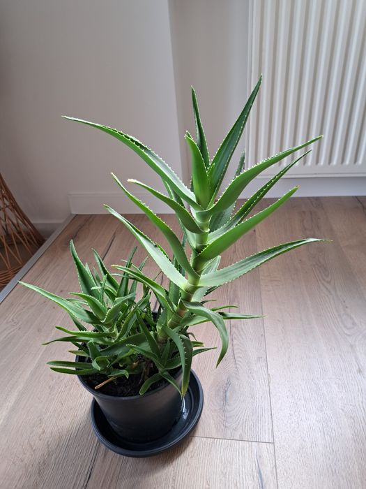 Aloes cena za 1 doniczkę