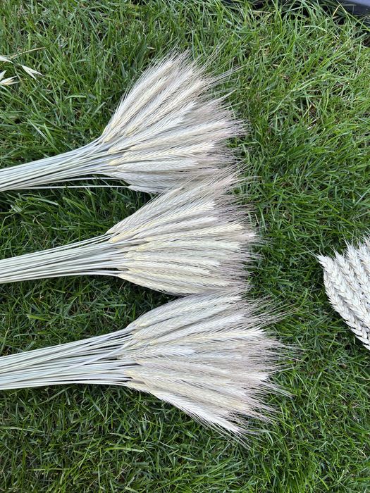 Сухрцвіти, льон, жито, пшениця, овес, фаляріс, нігела, просо