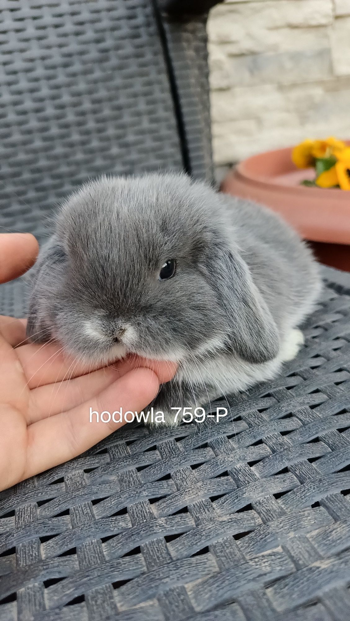 Mini lop króliki karzełek miniaturka baranek hodowla