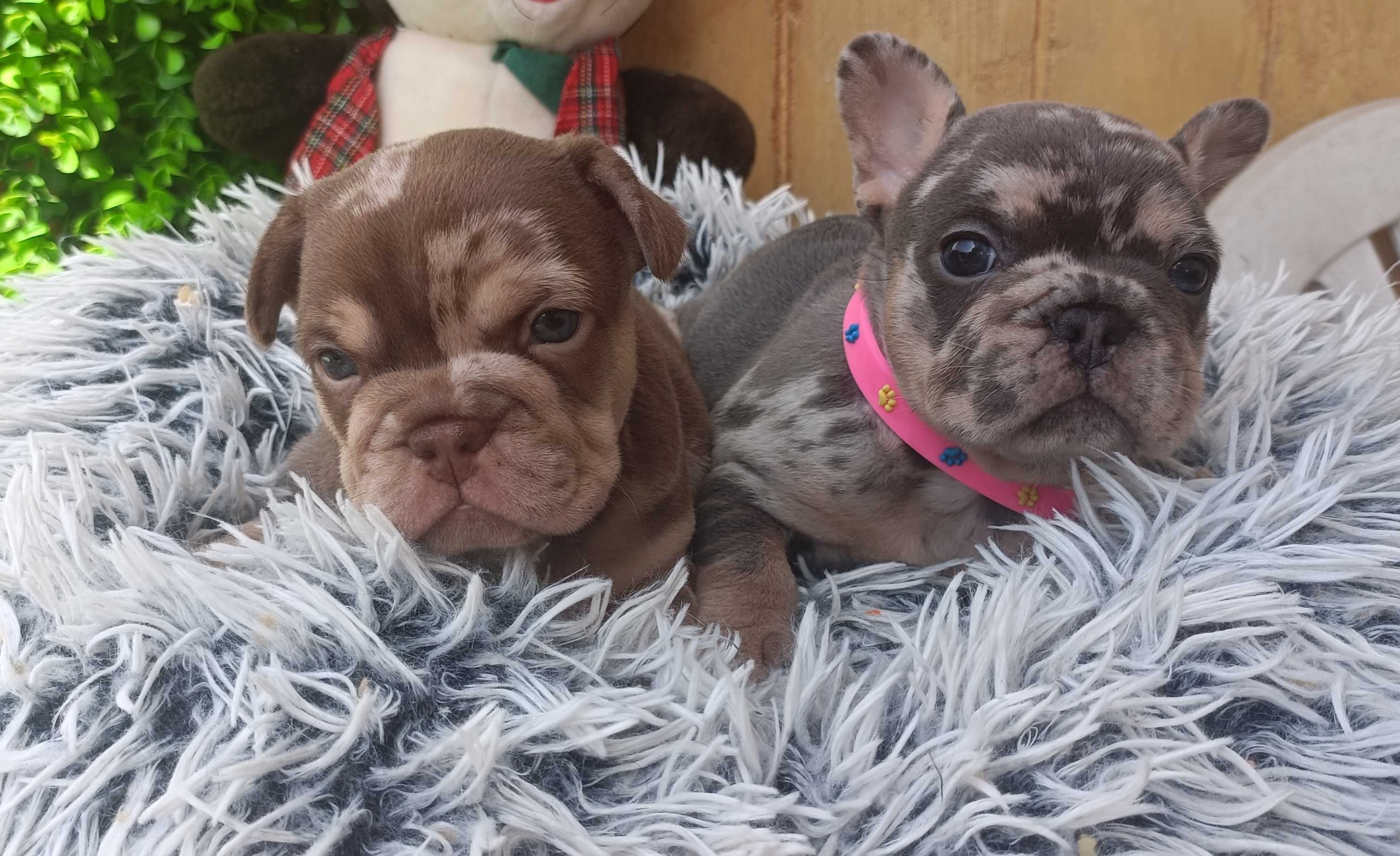 Femea bulldog francês