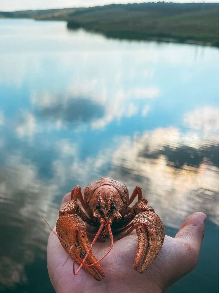 Живі раки, краща ціна