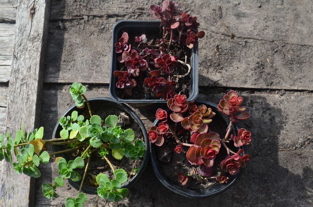 Очіток Вуду, пурпуровий . Горноколосснік,  Делосперма