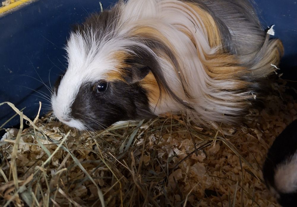 Świnka morska samica, cavia domowa