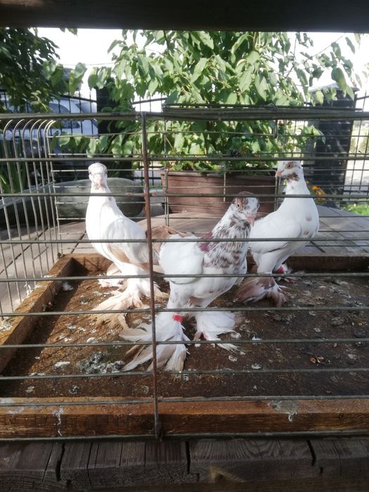 Gołębie ozdobne Widyn Widym Motyl czarne czerwone