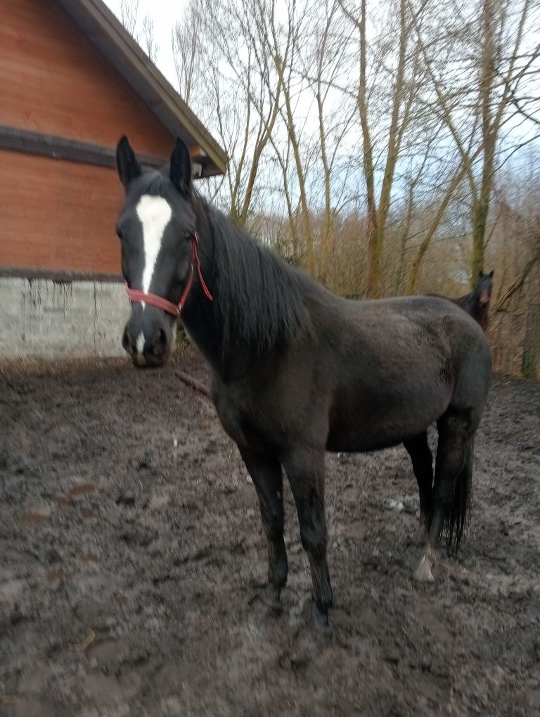 Sprzedam klacz Ślązka