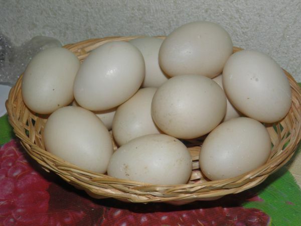 Продам яйця інкубаційні індокачок, мускусних качок(шипунів)