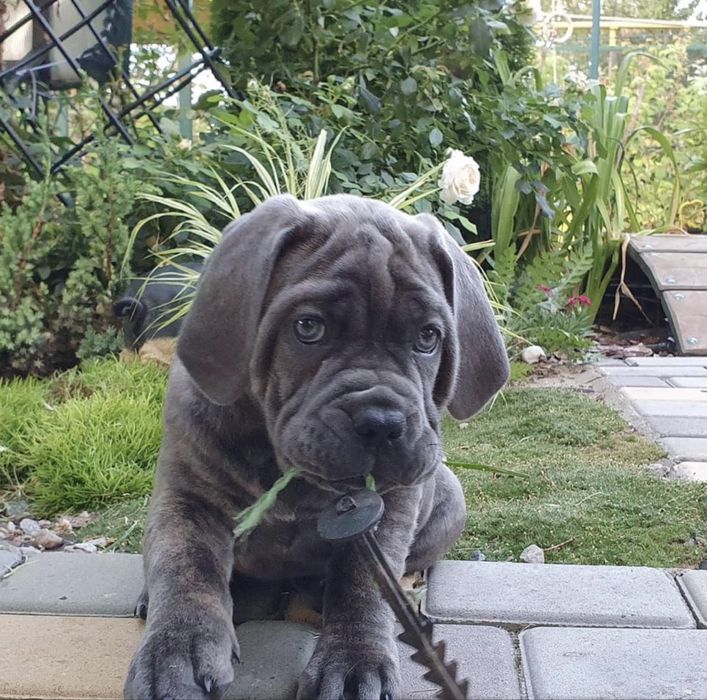 Елітні хлопчики Cane corso-сірого забарвлення