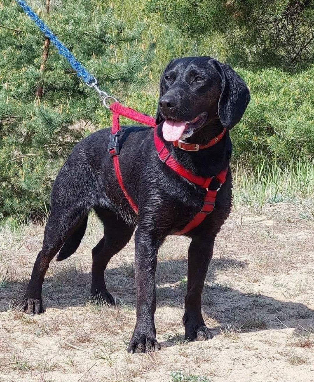 Kajra wesoła sunia w typie Labradora i polskiego gończego