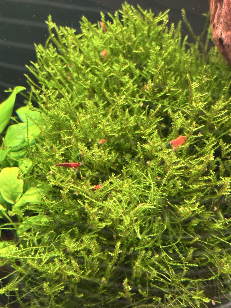 Krewetka neocaridina red cherry