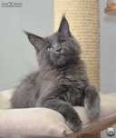 Niebieski kocurek Maine Coon FPL / FIFe; przebadani rodzice
