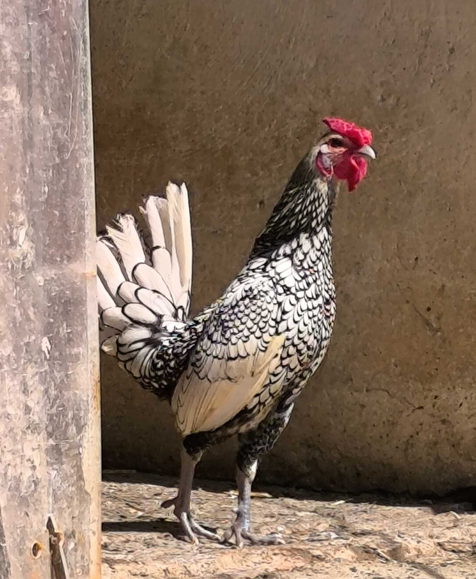 Galinhas de várias raças