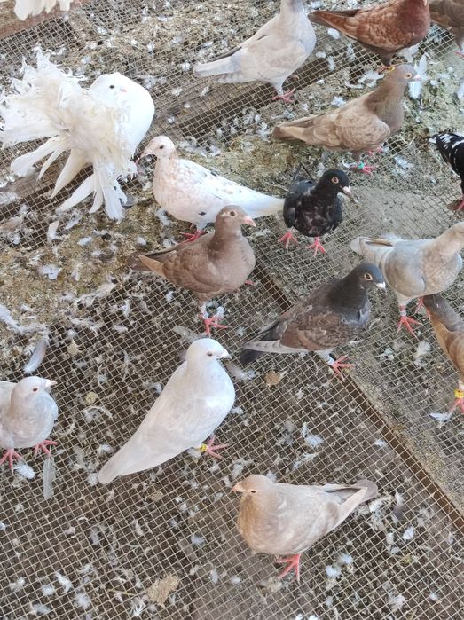 Gołębie pocztowe opal