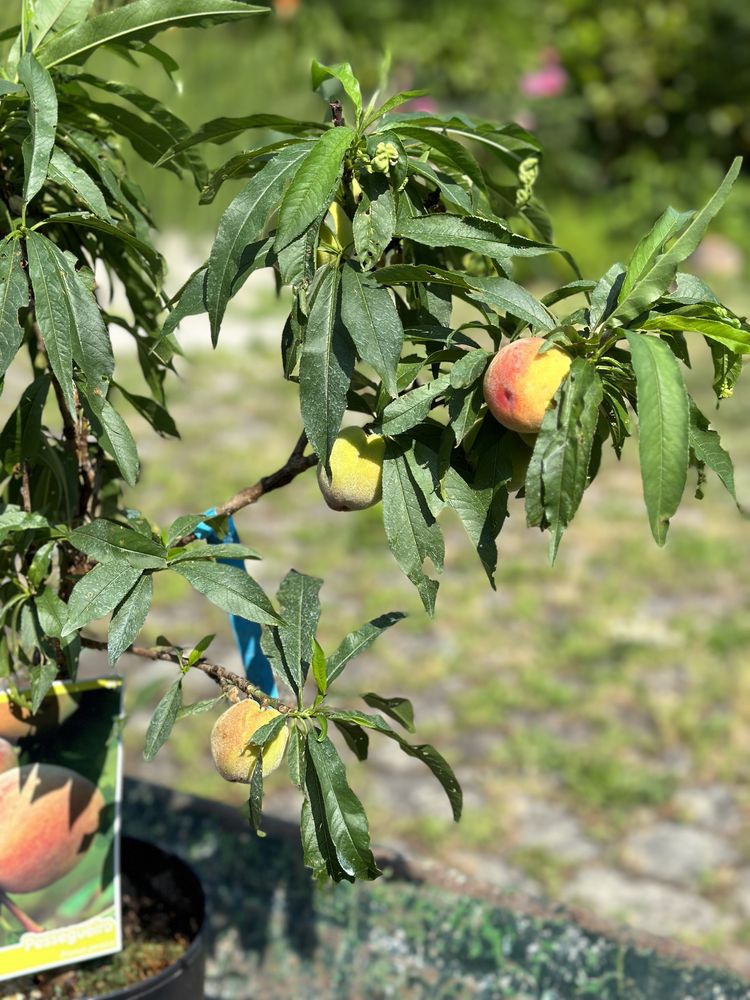 Pessegueiro anão com fruto