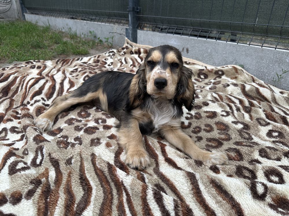 Cocker Spaniel chłopiec