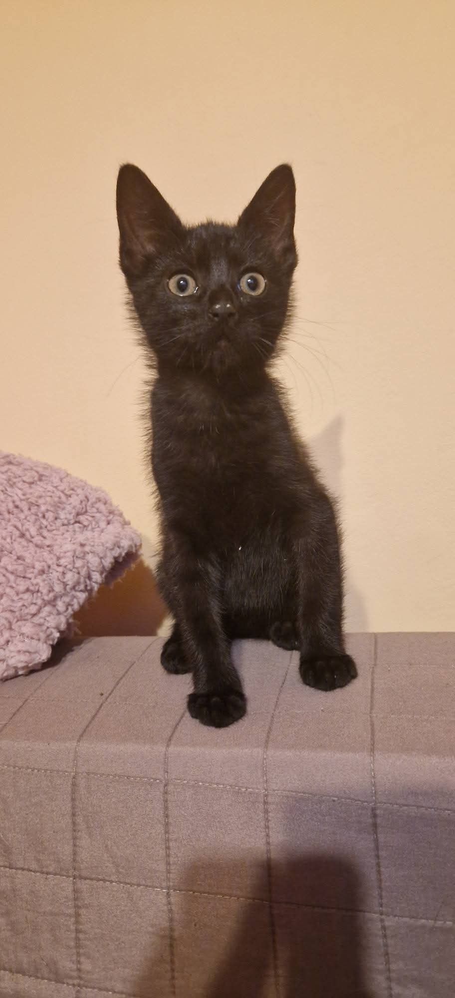 Krupniok i Benia polecają się do adopcji