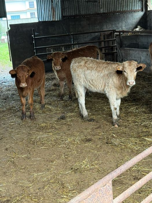 Vitelos e vitelas cruzados de limousine
