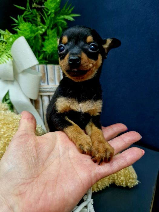 Pinczerek miniaturowy ratlerek sarenka z legowiskiem I wyprawką