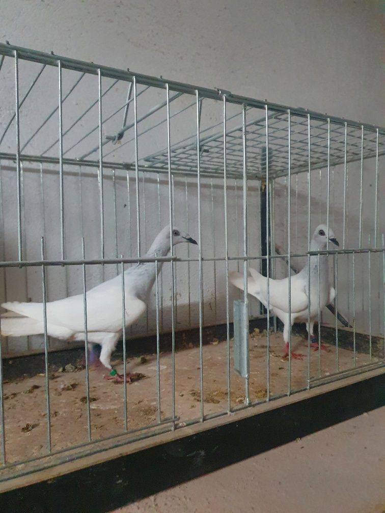 Jasne srebrniaki samce wyszfance