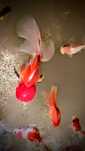 20cm samiec oranda welonek goldfish welon welonka