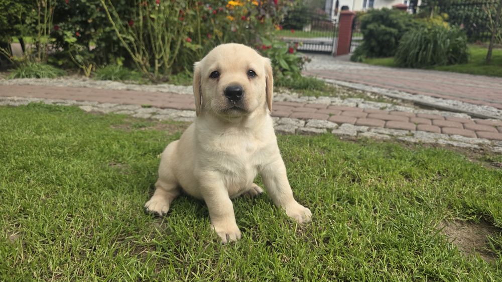 Labrador Retriever! Biszkoptowy pies! Grubej kości!