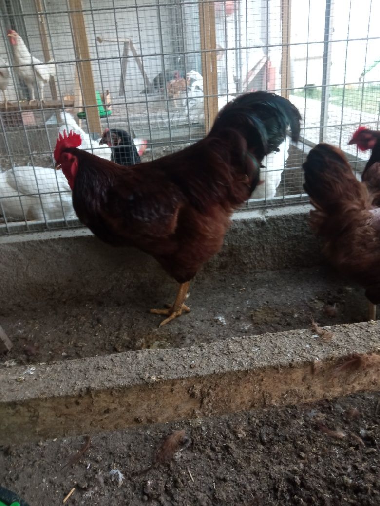 Rhode island red