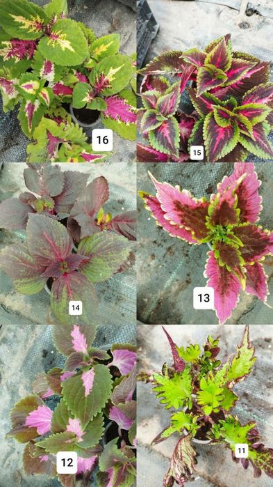 Продам колеуси різних сортів