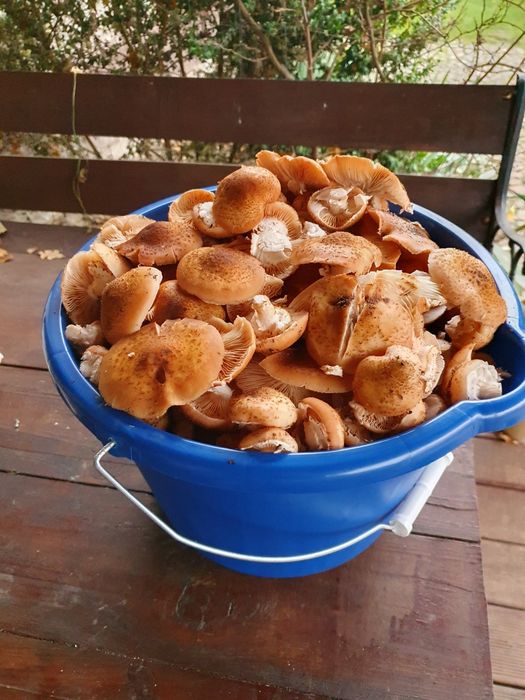 Opieńki grzyby świeże prosto z lasu