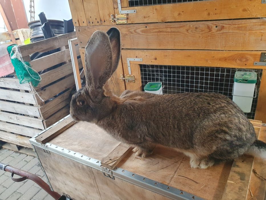 Samiczka Olbrzym Belgijski 6mcy po rodzicach z rodowodem