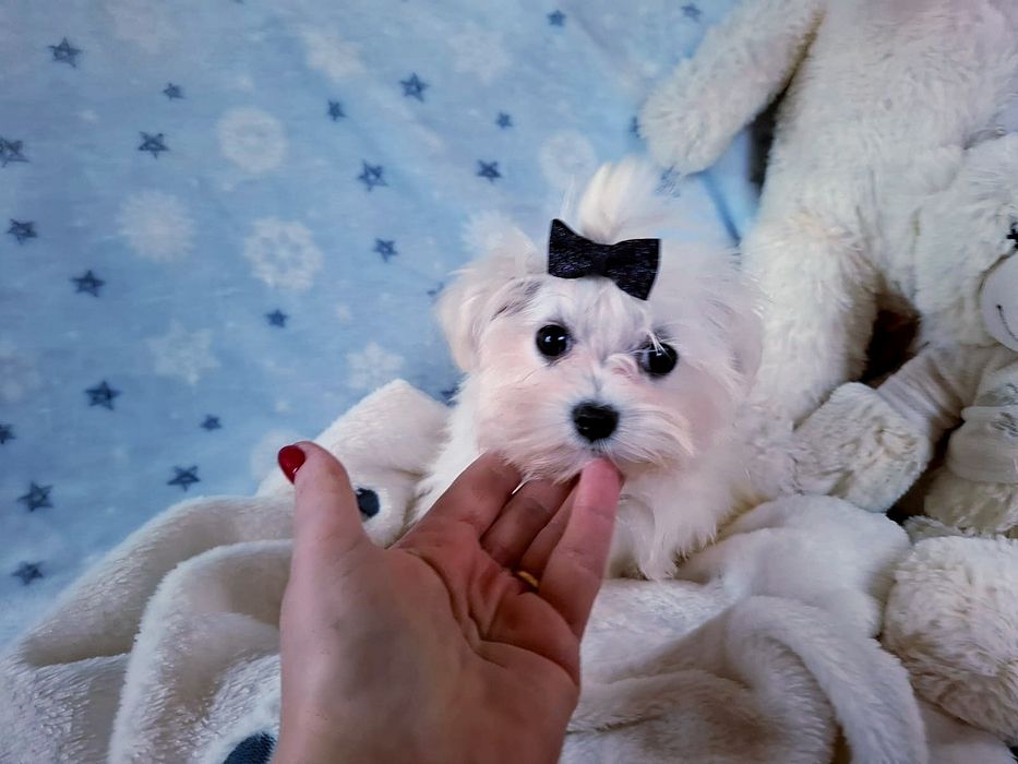 Maltańczyk wyjątkowy śliczny piesek