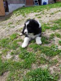 Szczenię Border Collie