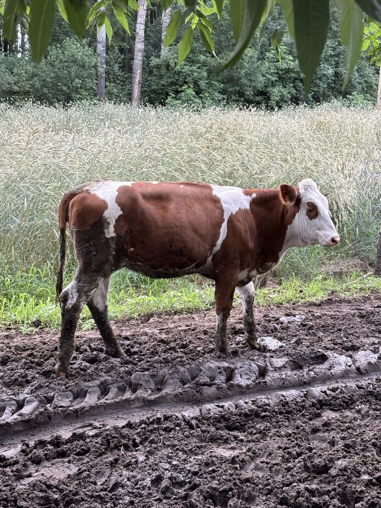 Jałowki hodowlane, 10 miesięczne