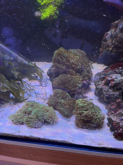 Green star polyps