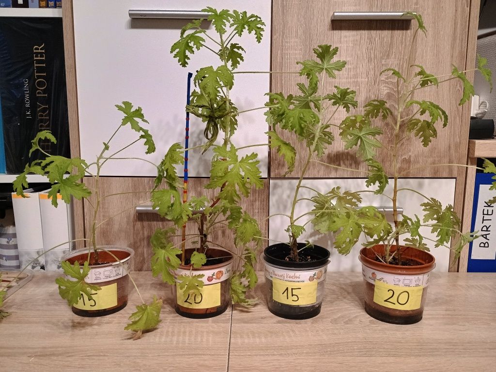 Anginka geranium Szczepka sadzonka