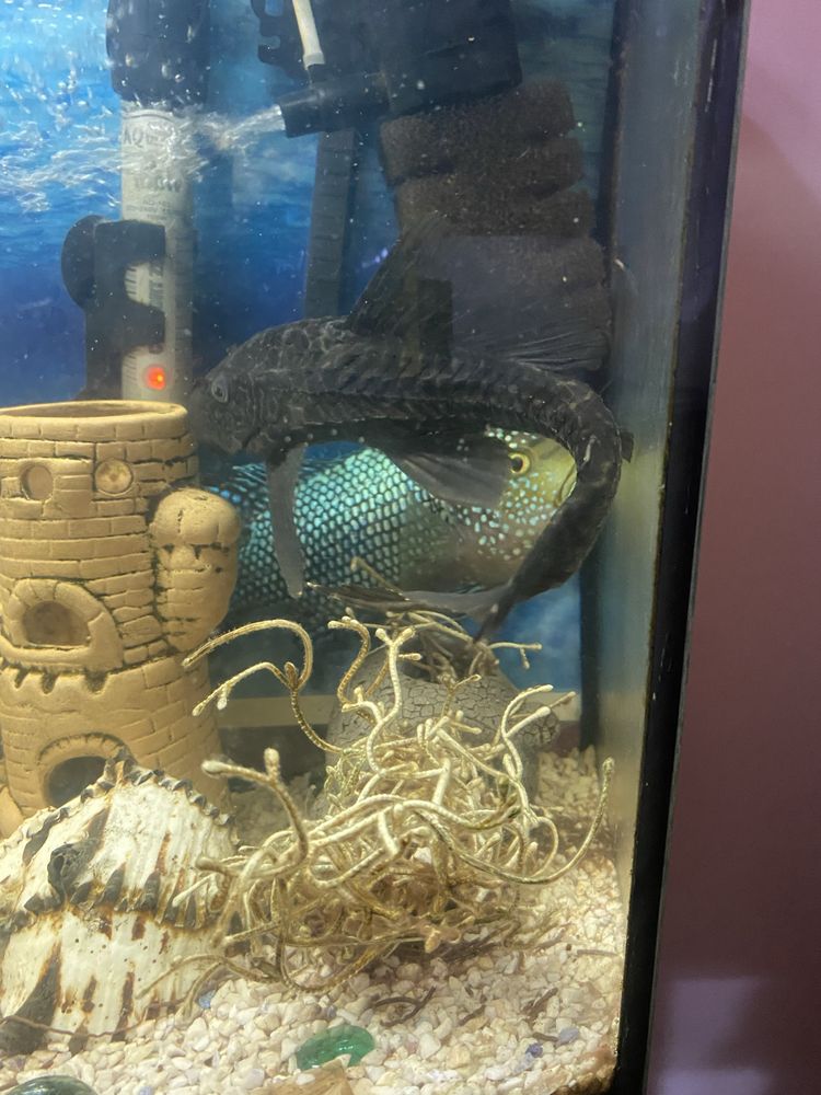 akwarium 50l wraz z polka i akcesoria