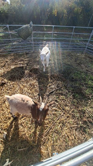 Cabritas ana e microana