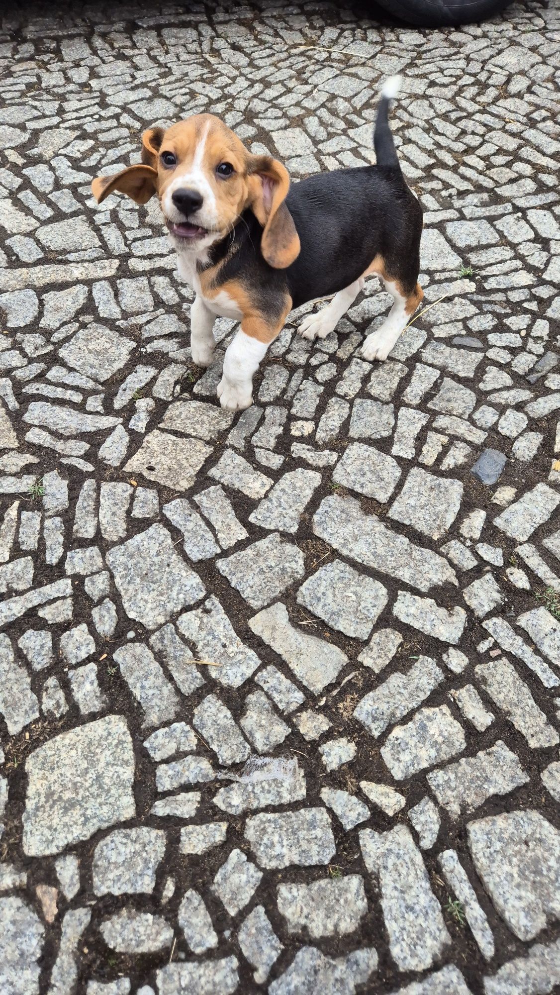 Beagle , sunia z rodowodem