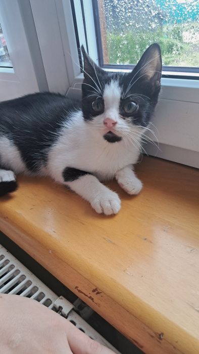 Oddam kotkę za darmo