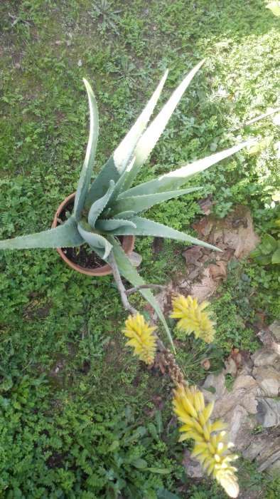 Aloe Vera - Babosa - Suco de fruta 100% sem aditivos e folhas, plantas
