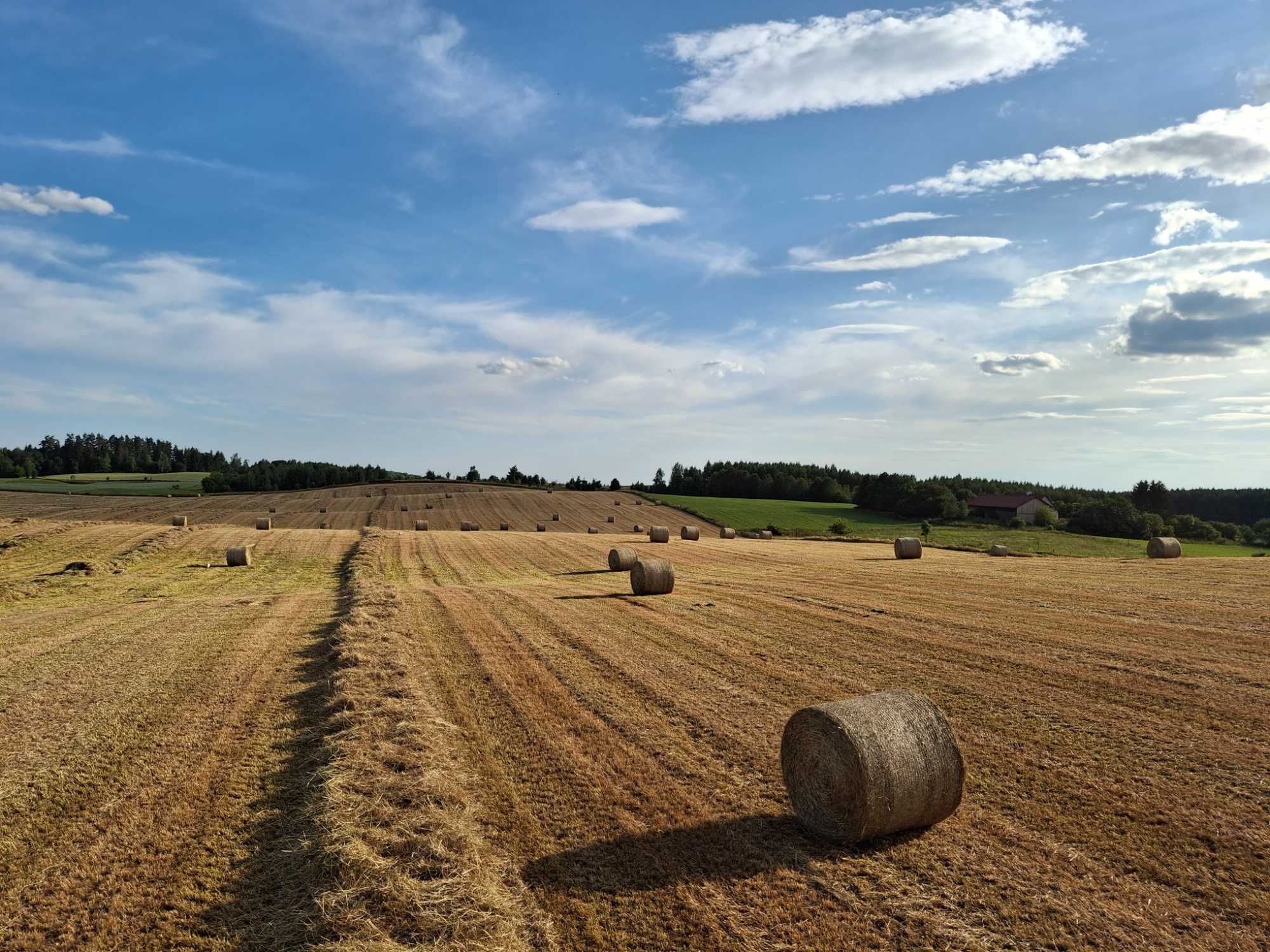 Słoma w belach Siano suche ze stodoły oraz  bele kiszonki Lucerny