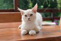 Gotowy Do Odbioru/Kocurek Maine Coon NEO / Rodowód FPL