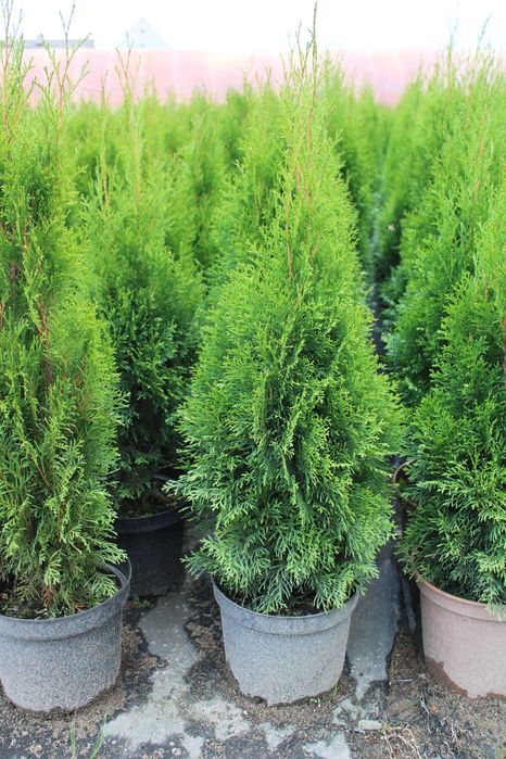 TUJA SZMARAGD 120cm-140 7,5/10L doniczka