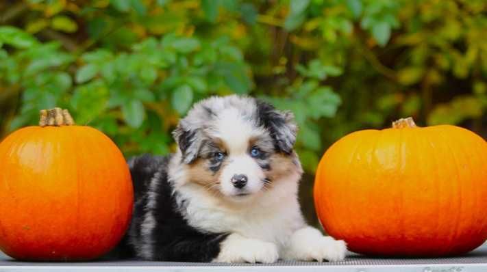 Miniaturowy owczarek amerykański MAS Chłopiec blue merle
