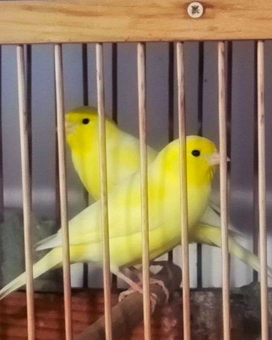 Клітки для канарок