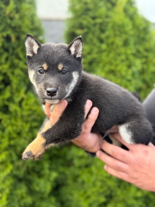 Shiba inu pisek gotowy do odbioru