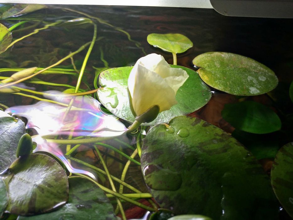 piękna roślina akwariowa - hydrokleja