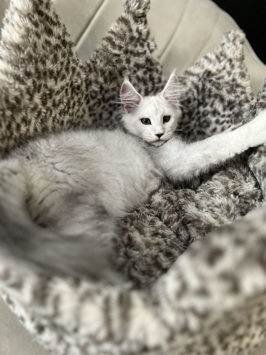 Diesel kocurek Maine Coon, rodowód FPL - rezerwacja