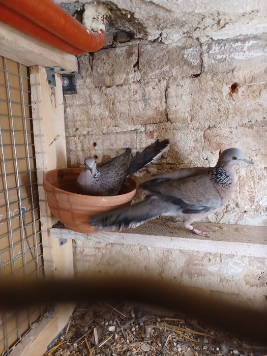 Perłoszyje turkawka perłoszyj