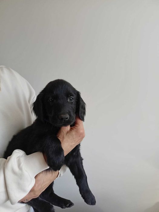 Flat Coated Retriever szczeniak - FCI -ZKwP