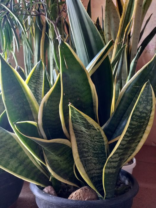 Сансевєрії  різних сортів. Декоративнолистні